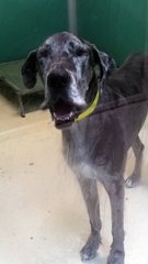 Great Dane "Claps" With Jowls