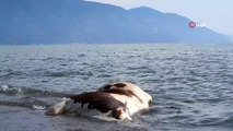 Son dakika haber | Hatay'da sahile vurmuş ölü inek şaşkına çevirdi