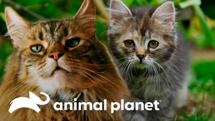 Lo que todo gato quiere decir con sus ronroneos |  Los secretos del reino animal | Animal Planet