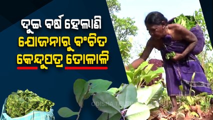 Deprived of govt welfare schemes Rairakhol Kenduleaf pluckers stareat uncertainfuture