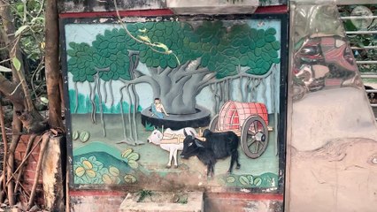 The Largest Banyan Tree in Asia ||| সুইতলা মল্লিকপুরের বৃহত্তম বটগাছ