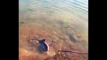 Kastamonu'nun Cide ilçesinde yavru yunus balığı sahile vurdu. Yunus balığı, balıkçılar tarafından kurtarılarak derin sulara bırakıldı.
