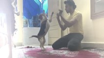 ENTERTAINING Beagle Makes your heart melt | Cute DOD TRAINING