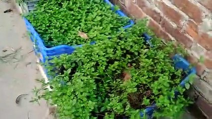 Bangar manush gore gore Indian