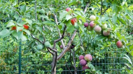 Cet arbre produit 40 fruits différents