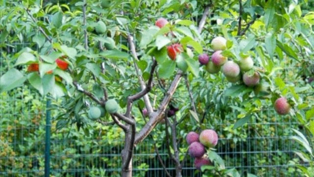 Cet arbre produit 40 fruits différents