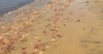 Bassin d'Arcachon : des milliers d'étoiles de mer se sont échouées au pied de la dune du Pilat