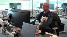 شاهد: كلاب تداوم مع أصحابها في مكاتب شركات كندية