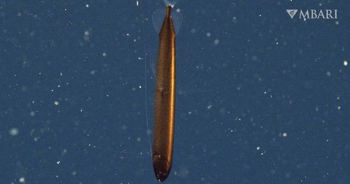 Californie : un poisson-dragon de couleur bronze, extrêmement rare, observé dans les profondeurs