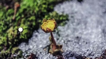 [TEASER] L'abominable mystère des fleurs -  19/05/2022