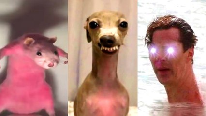 TikToks So Funny They Belong In Prison