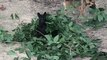 My Dog Plays Hide and Seek | Funny Dog