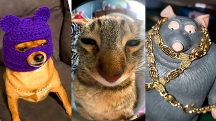 Funny TikToks that Gave Me A Fever Dream