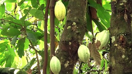 Ivory Coast's $1.5 bln plan to restore forests, land