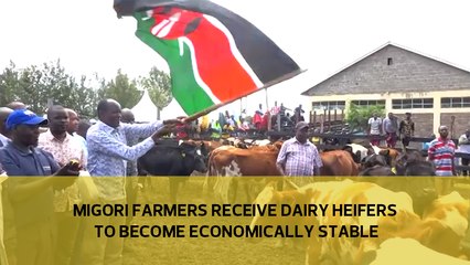 Migori farmers receive dairy heifers to become economically stable