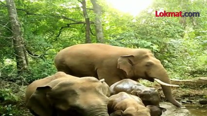 हत्ती विथ फॅमिली अंघोळीसाठी आले... आणि 'हे' घडलं..