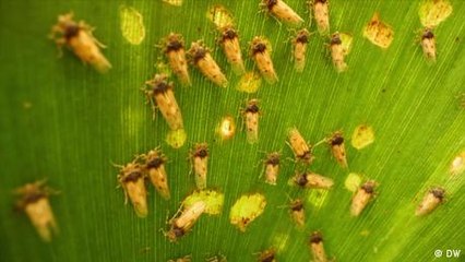 Sudáfrica: insectos contra jacintos de agua