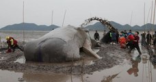 En Chine, un cachalot s'échoue sur une plage et les sauveteurs le maintiennent en vie pendant 20 heures