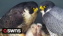 Peregrine falcons and chicks pose for rare 'family photo'