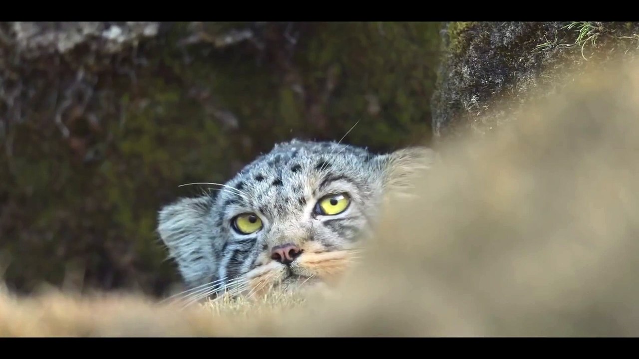 Nick Cave & Warren Ellis - We Are Not Alone (La Panthère des Neiges)