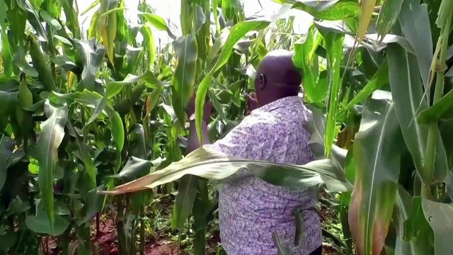 Ukraine war fuels food crisis in distant Africa