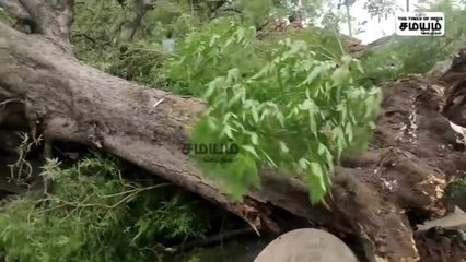 கோவையில் வேரோடு சாய்ந்த புளியமரம்; 3 பேர் பலத்த காயம்!