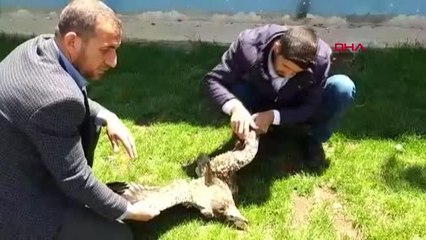 Son dakika... YARALI BULUNAN AKBABA KORUMAYA ALINDI