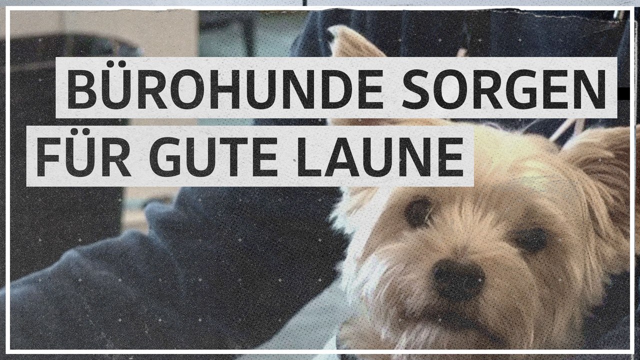 Bürohunde sorgen für gute Laune