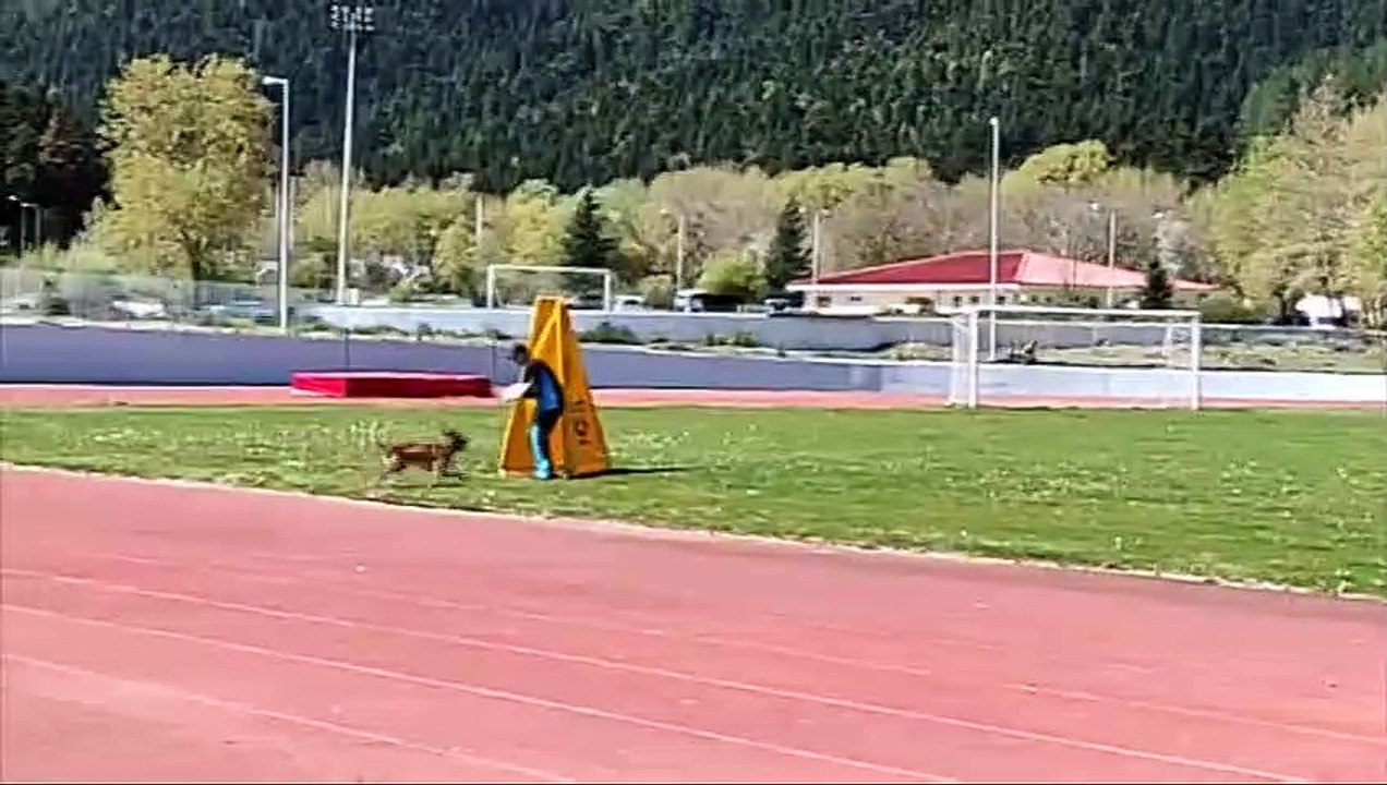 Καρπενήσι: Όλα έτοιμα για το Παγκόσμιο Πρωτάθλημα Βελγικών Ποιμενικών