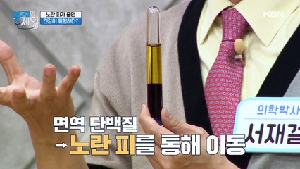 ※노란 피가 줄면 건강이 위험? ※ 면역 단백질은 노란 피를 통해 이동!