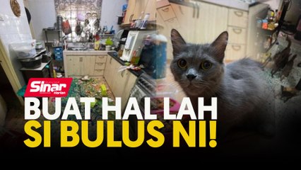 Buat hal lah si bulus ni!