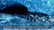 Massive Subglacial, Liquid Water Lake Discovered in Antarctica