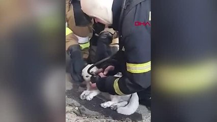 Yanan bir apartmanda bulunan kedi, hayata böyle döndürüldü