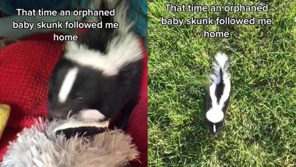 'Baby skunk shows the world the true meaning of 'make yourself at home''