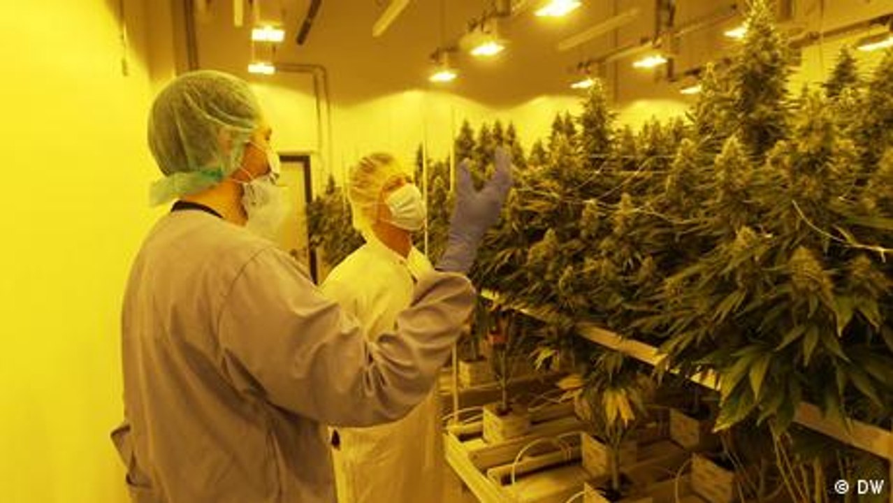 Legalisierung von Cannabis verspricht hohe Gewinne