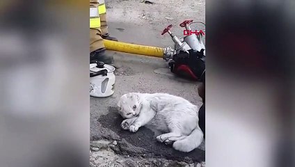 Yangından etkilenen kediyi hayata döndürdüler