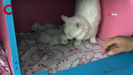 Van Kedisi Güzellik Yarışması