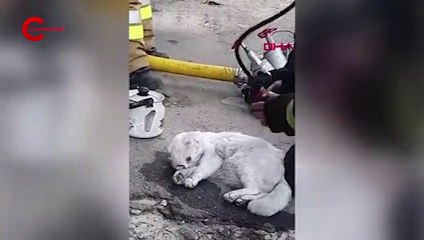Yangından etkilenen kediyi hayata döndürdüler