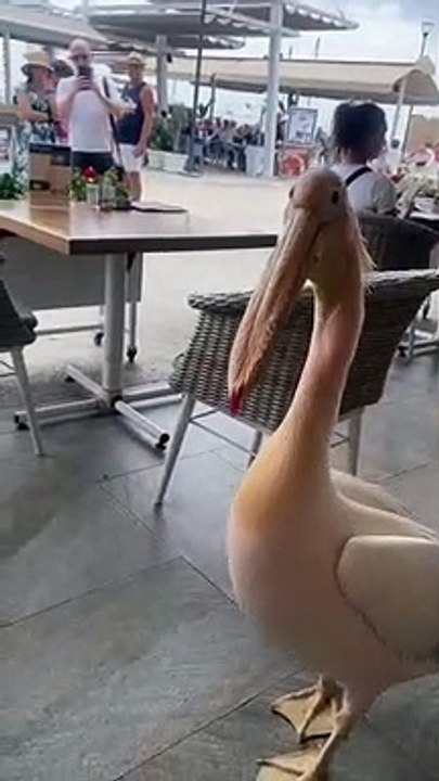 Pelican is a Restaurant Regular