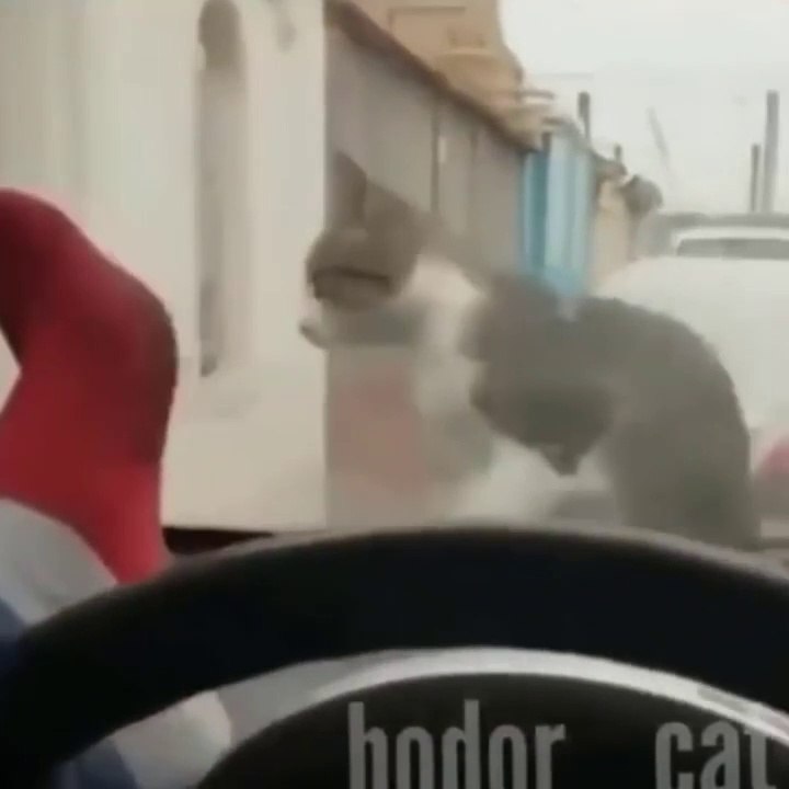 Cats hate doing things -  Hold back your laugh challenge  - Johnny Catsville