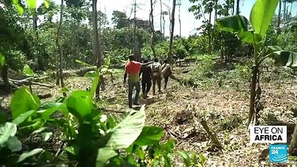 Ivory Coast: West African nation most affected by deforestation