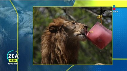 Dan paletas de hielo a animales por altas temperaturas en Yucatán