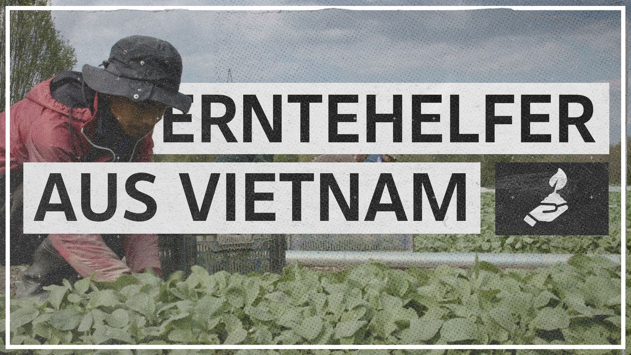 Erntehelfermangel: 'Aus der EU kommt niemand mehr'