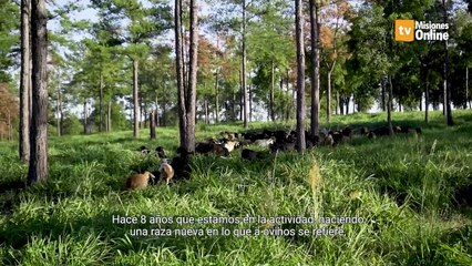 El suelo en fachinal es propicio para la producción de ovinos