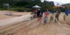 Pescadores capturam primeiras tainha da safra em Florianópolis