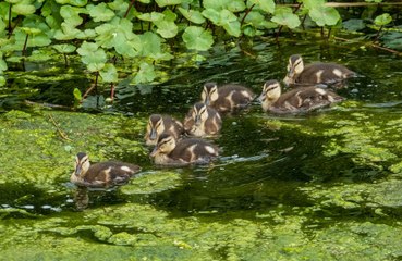 Un canard médaillé après avoir couru un marathon