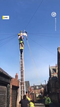 Rescuers Help Seagull Stuck on Power Line