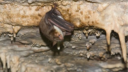 Le "buzz" des chauves-souris pourrait imiter celui des frelons
