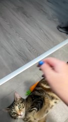 Cat Learned to Play Fetch While Owner Uses the Bathroom