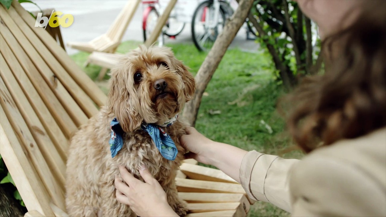 Why Do Dog Owners Sometimes Kiss Their Pups More Than Their Significant Others?